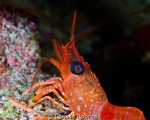 Night dive shot of a large shrimp.  A few inches in lengt... by Larissa Roorda 